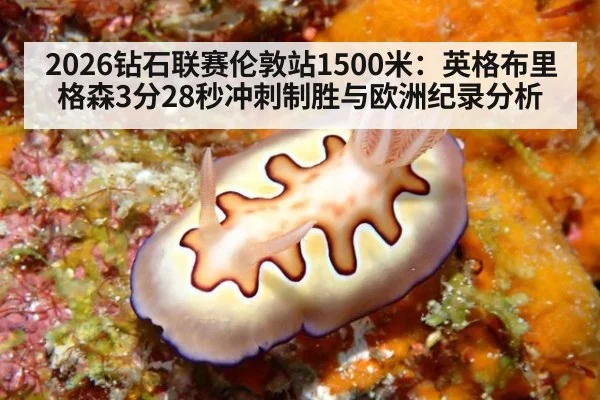 2026钻石联赛伦敦站1500米:英格布里格森3分28秒冲刺制胜与欧洲纪录分析
